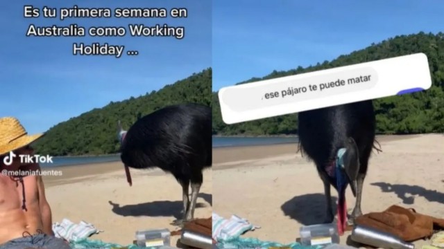 Casuar