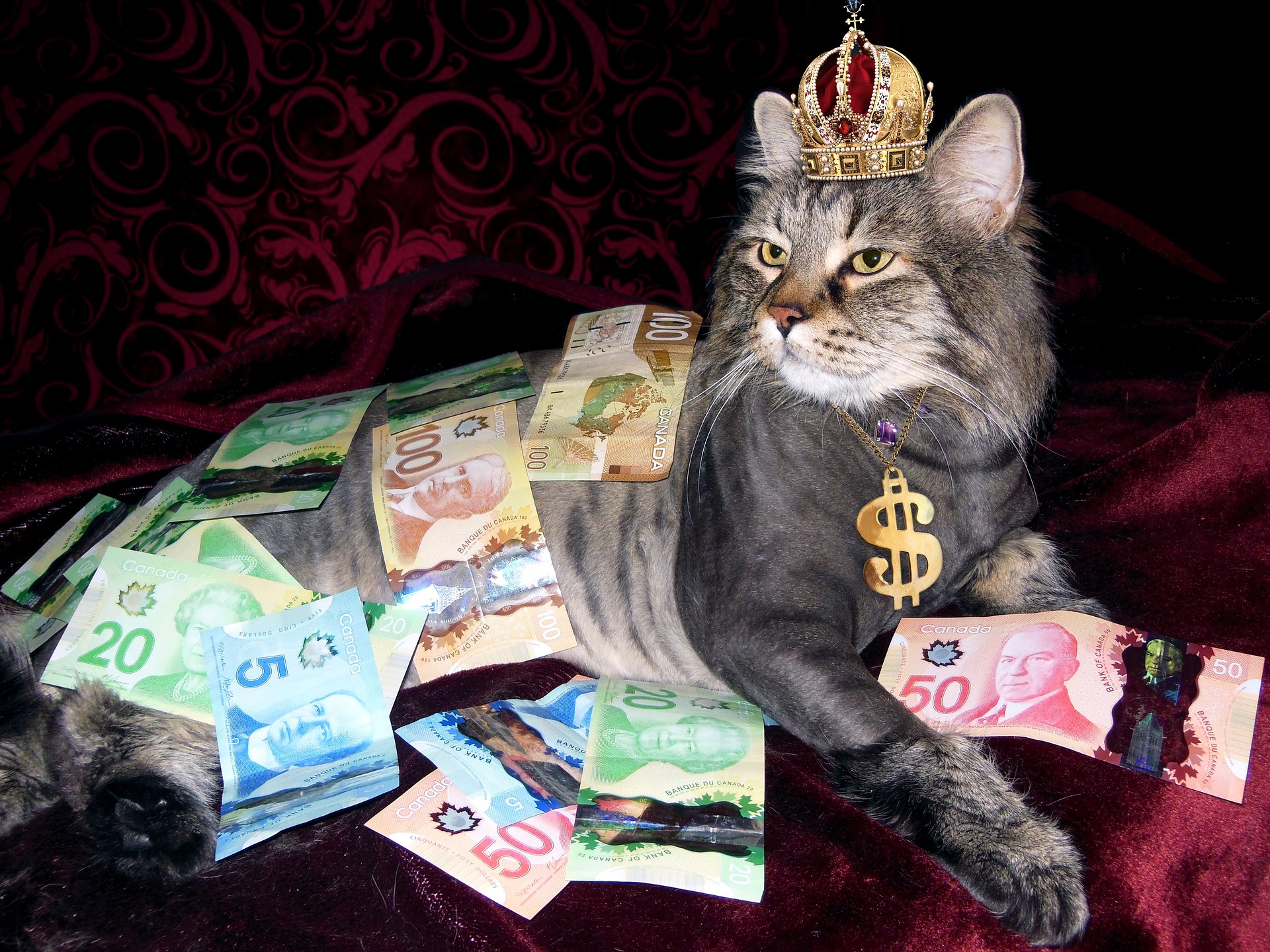 Imagem de um gato com muitas riquezas ao redor