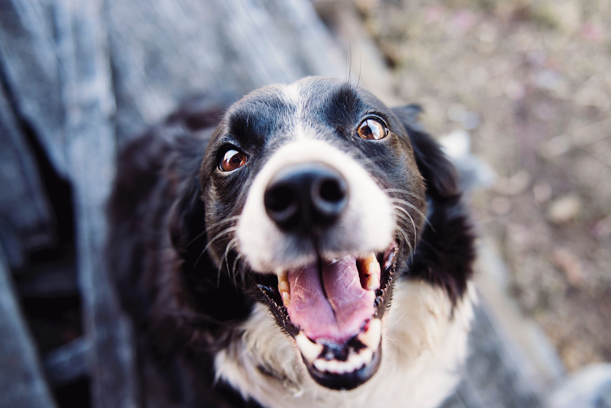 Comovente! Minha mãe não pode me sustentar, diz bilhete de cachorro