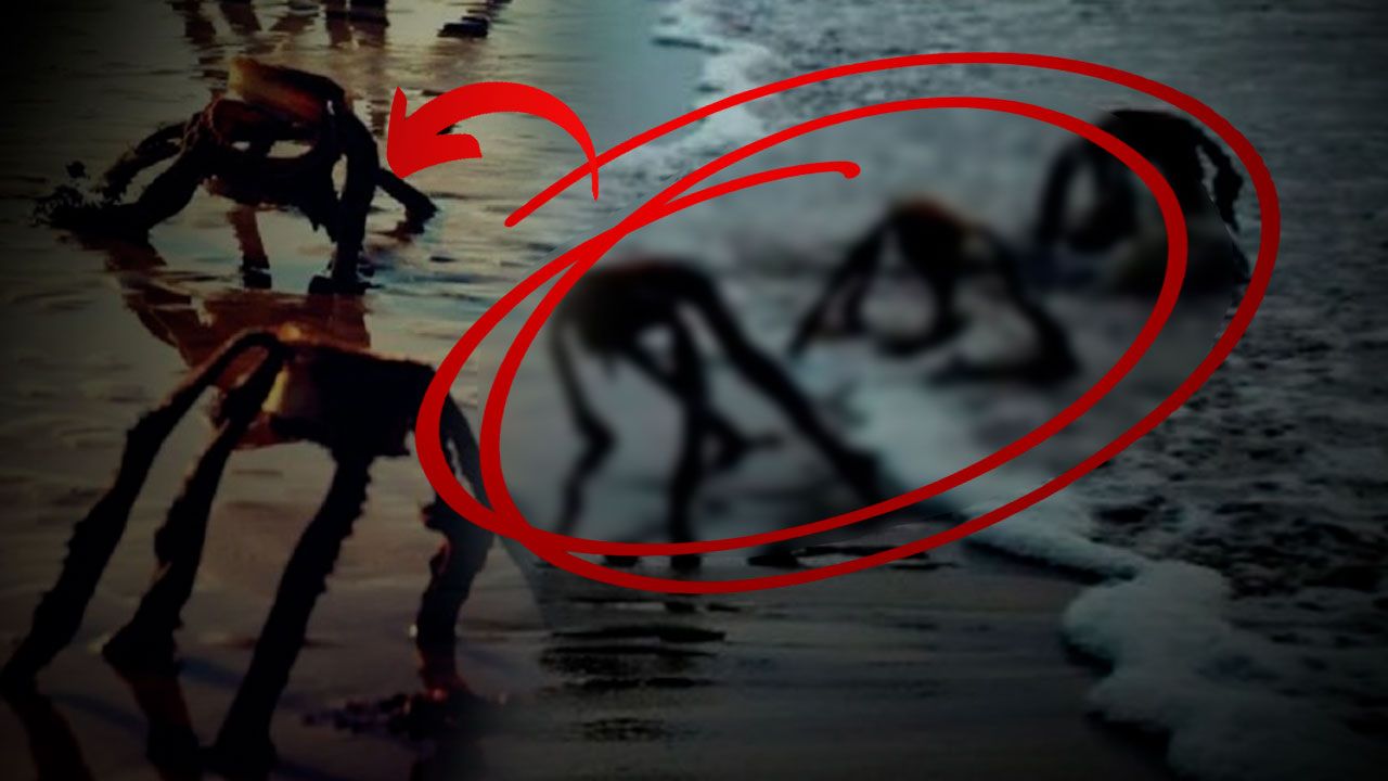 Criaturas ESTRANHAS no mar! Fotos de “alienígenas” assustam internautas na África do Sul; entenda