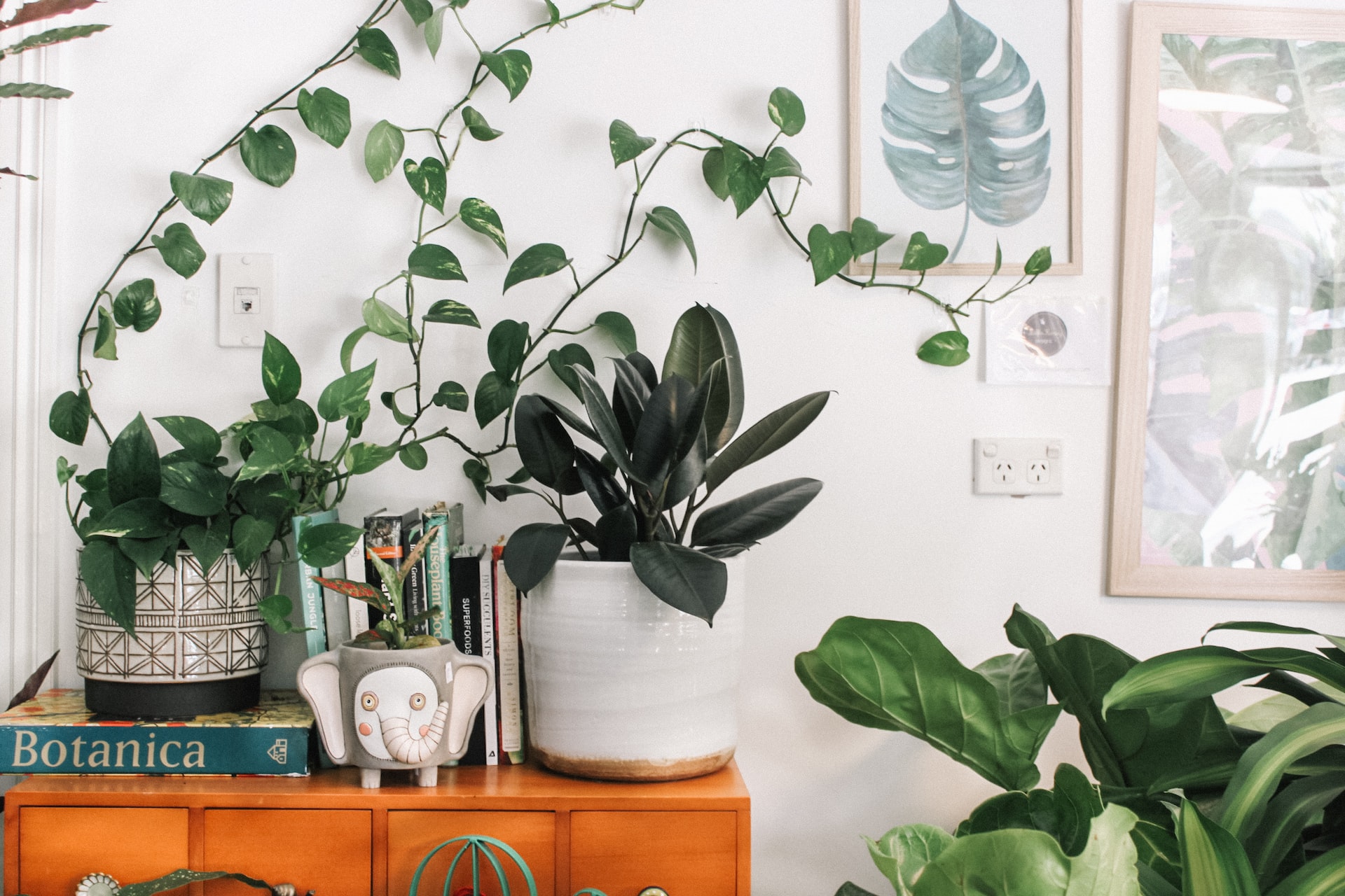Melhore as energias da sua CASA! Estas são as plantas ideais para cada SIGNO