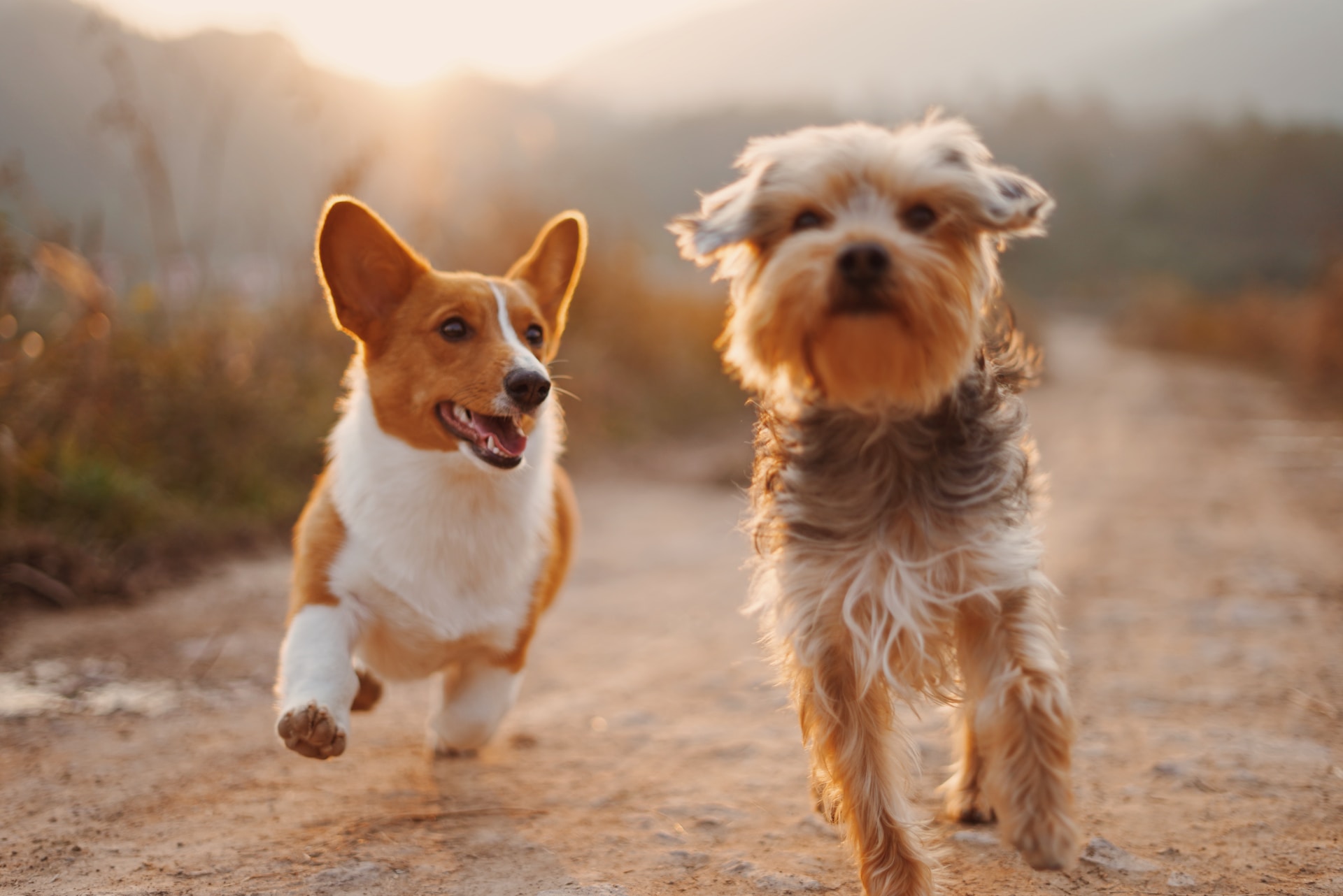 Esta é a raça de cachorro IDEAL para o SEU signo