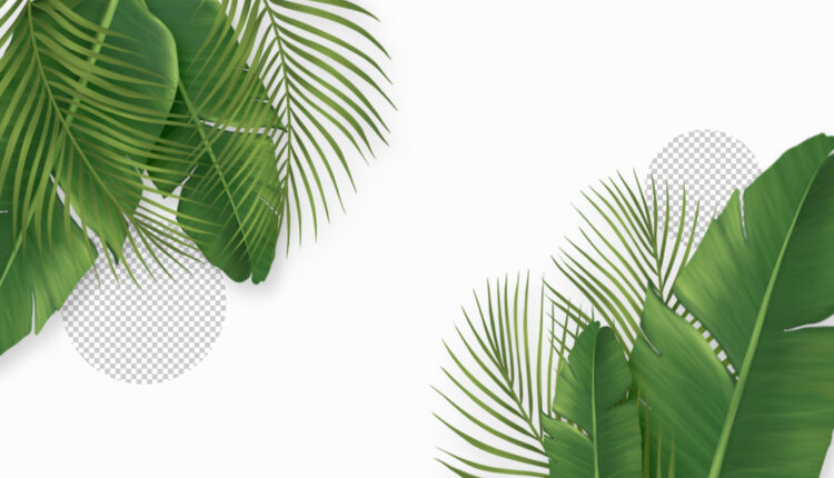 3 plantas que melhoram sua disposição e o BEM-ESTAR na casa