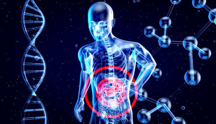 Anatomia