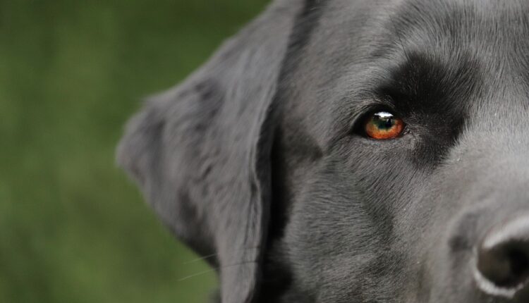 Cachorro