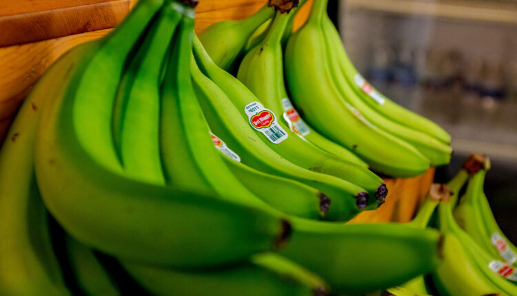 Banana verde CONTRA o câncer! Estudo evidencia o poder da fruta