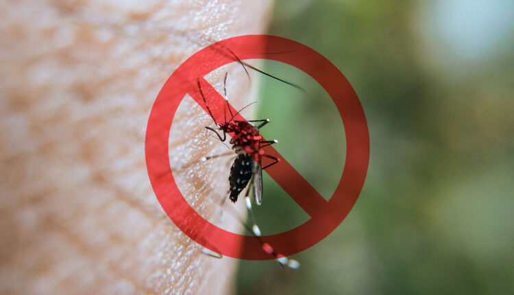 Fim das Picadas: os MOSQUITOS não terão chance com essas formas de combate
