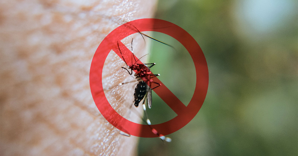 Fim das Picadas: os MOSQUITOS não terão chance com essas formas de combate