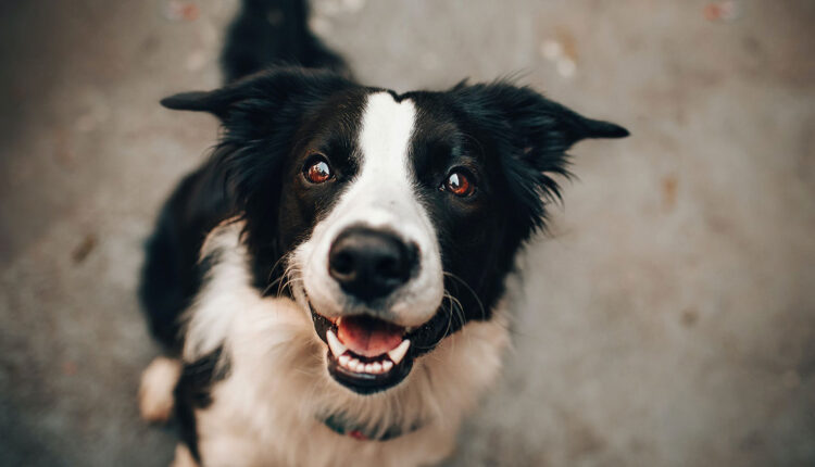 Nova MULTA de R$ 10 MIL para donos de pets que fizerem isto