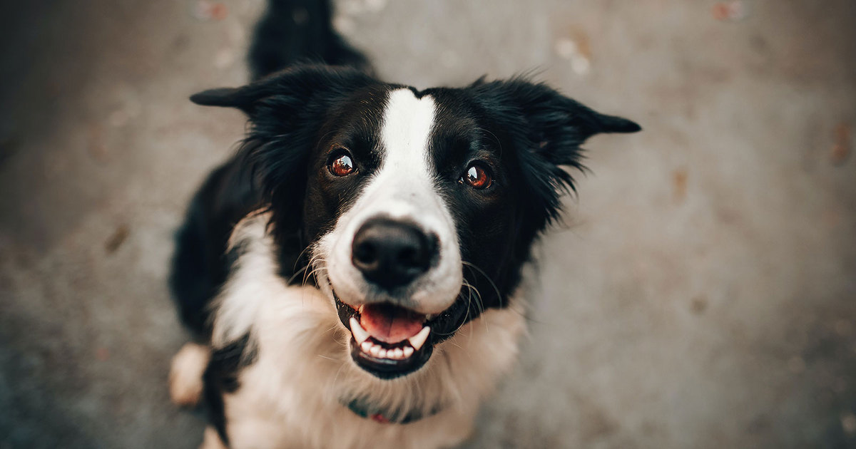 Nova MULTA de R$ 10 MIL para donos de pets que fizerem isto