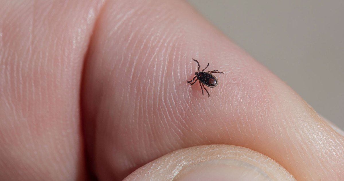 Doença do CARRAPATO: o que é a febre maculosa; quem for picado pega?