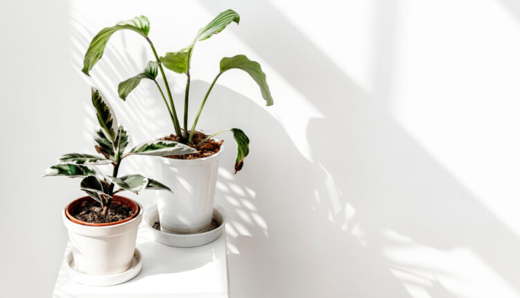 3 PLANTAS da sua casa que ajudam a eliminar as rugas da pele