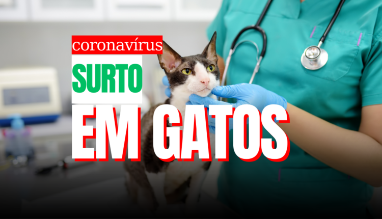 Coronavírus felino tem dizimado grande parte dos gatos no Chipre e causado alerta na população - imagem: noticiadamanha.com.br