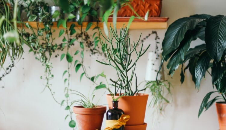 Livre-se delas! Estas plantas atraem AZAR para sua casa