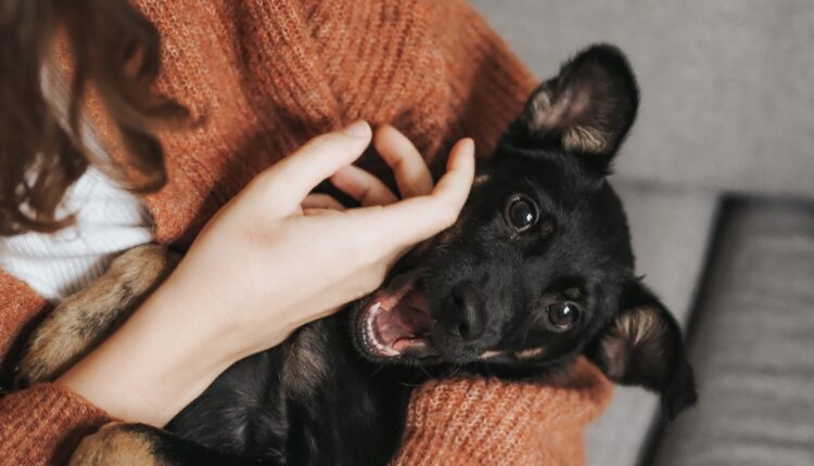 Melhores raças de cachorro para quem não quer ter muito gasto, nem dor de cabeça