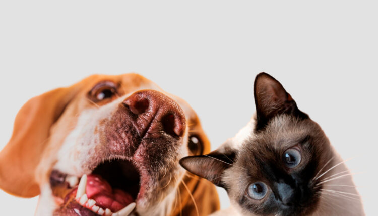Nova Lei estipula registro formal de animais de estimação e pode exigir pagamento
