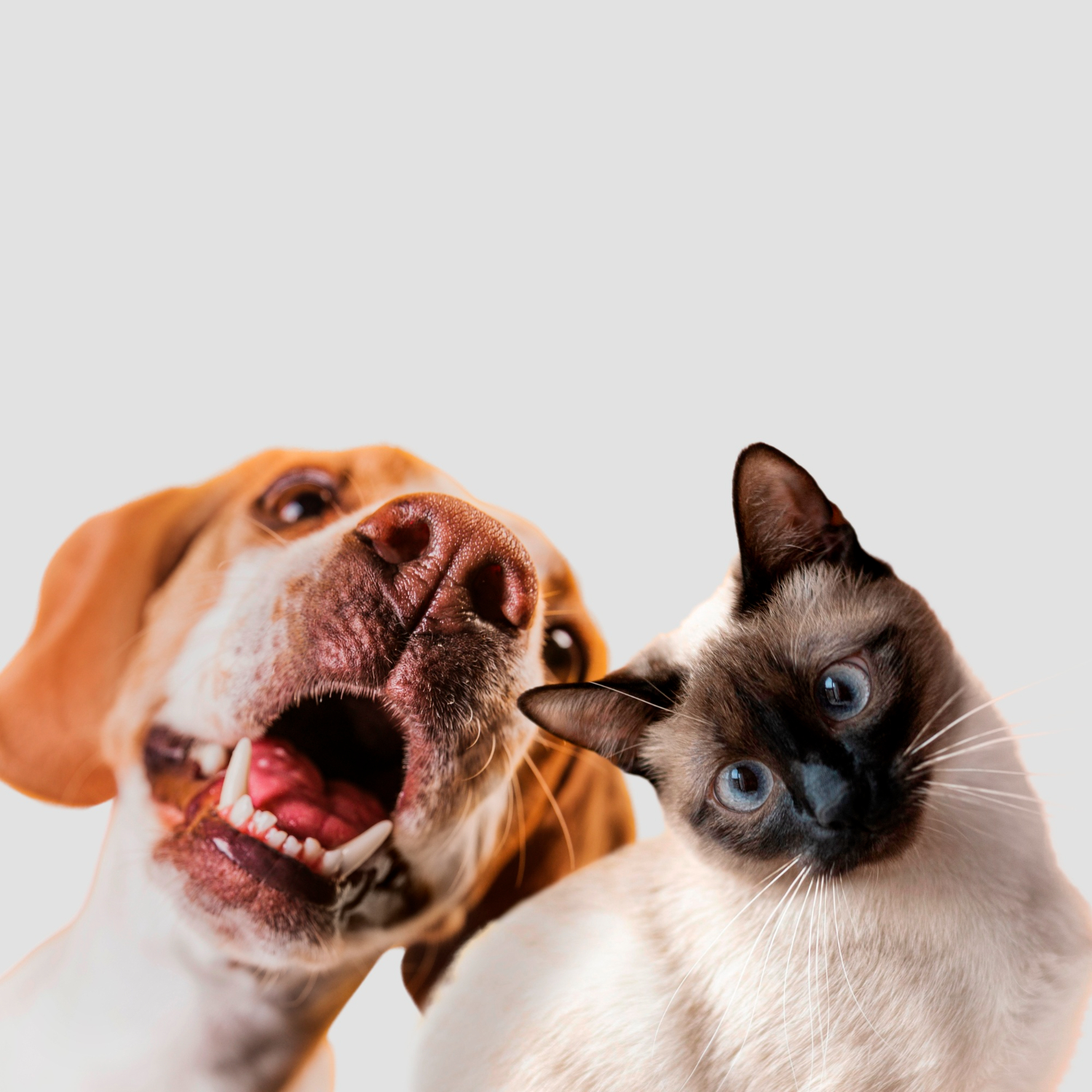 Nova Lei estipula registro formal de animais de estimação e pode exigir pagamento