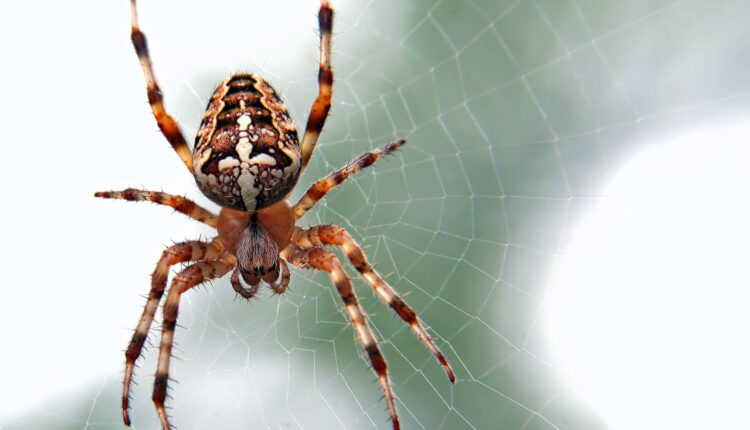 Planta aromática ajuda a afastar as aranhas da sua casa