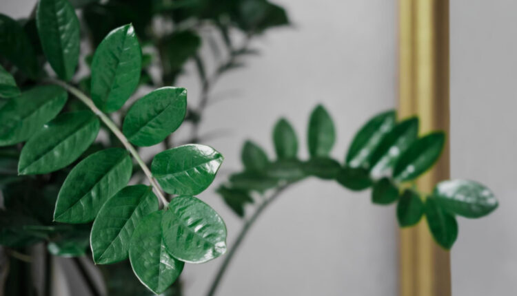 Como cultivar a Zamioculca, a planta da fortuna em casa