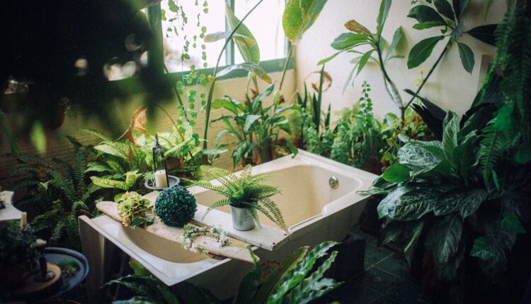 Plantas