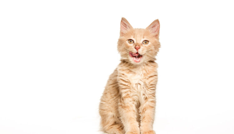 Esta é a representação MÁGICA de cada gato