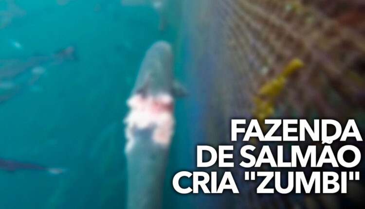 Fazenda de salmão cria
