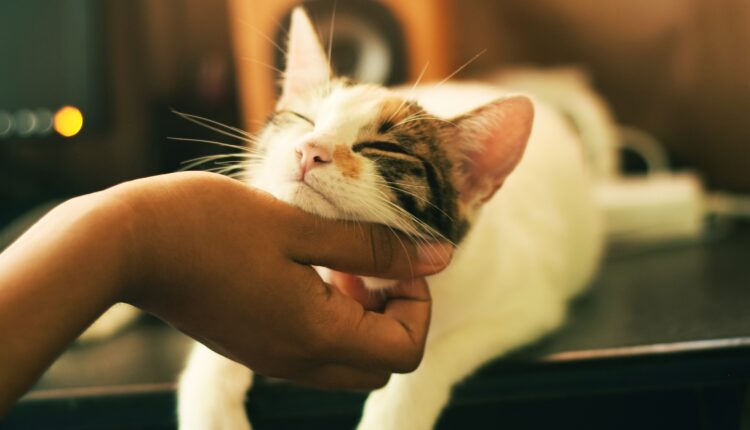 Gatos sabem reconhecer seus donos dessa forma