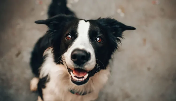 Seu cachorro ou gato dorme na sua cama? Veja se existem riscos