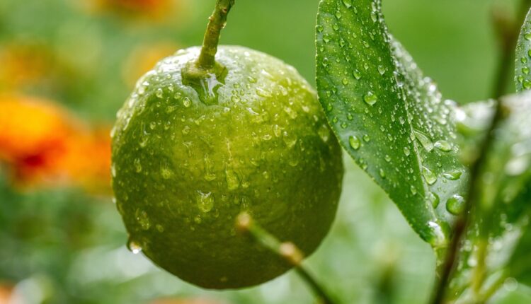 O limão é muito mais do que apenas uma fruta; entenda