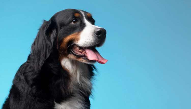 Por que você não deveria abraçar o cachorro Este é o motivo