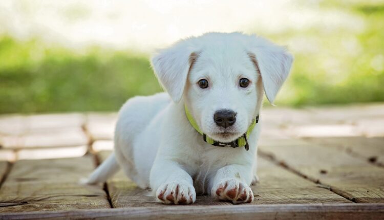 Cachorro