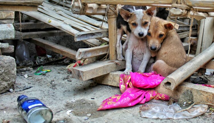 Animais em condição de rua