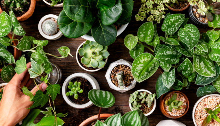 Quem tem estas 9 plantas em casa não tem mosquitos na orelha