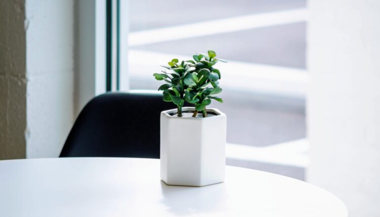 Vaso de planta