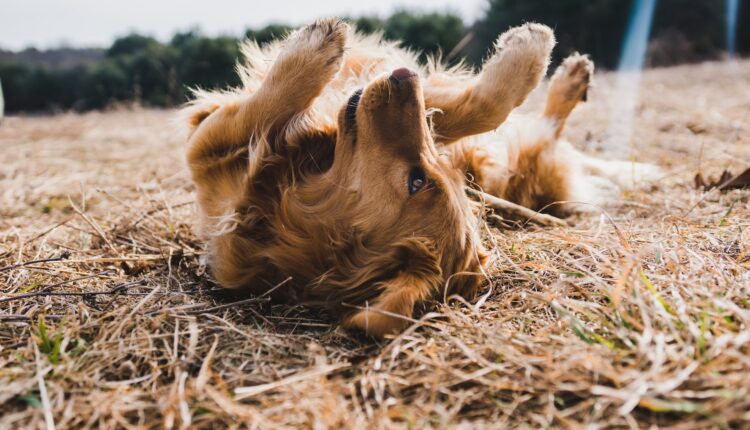 Talco antipulgas para cachorro; veja como fazer com ingredientes simples e seguros