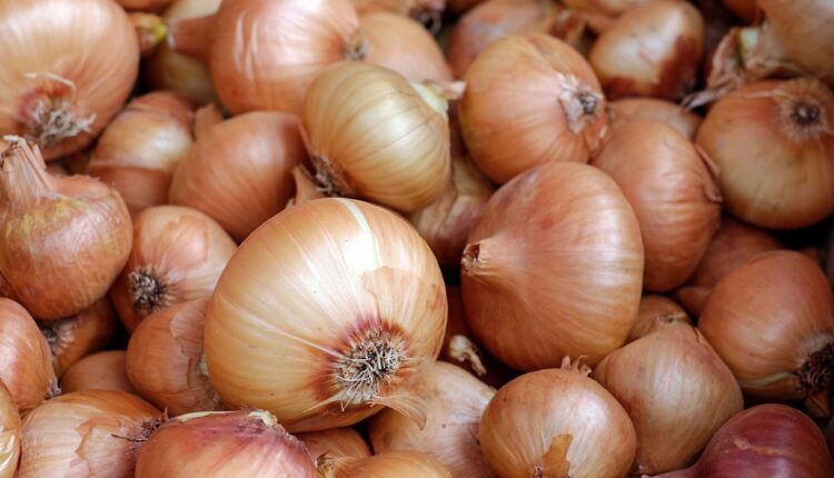 Cebola