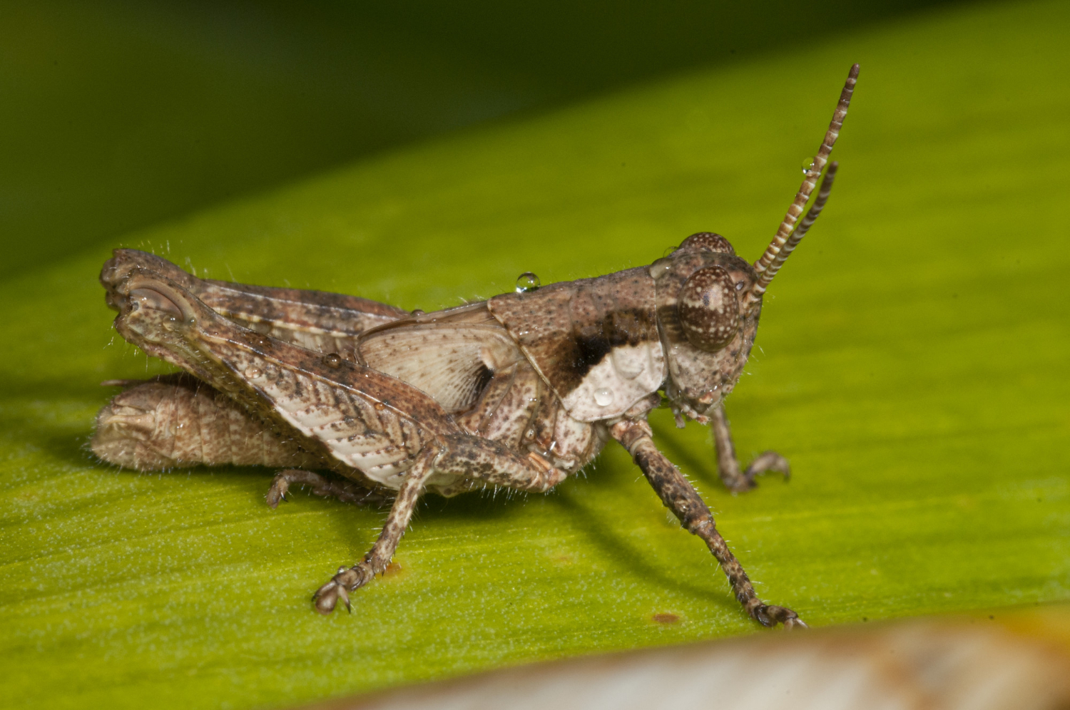 Você não vai acreditar! Este é o significado de um grilo na sua casa