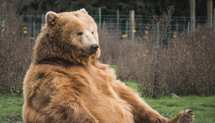 Zoológico insiste que urso dando