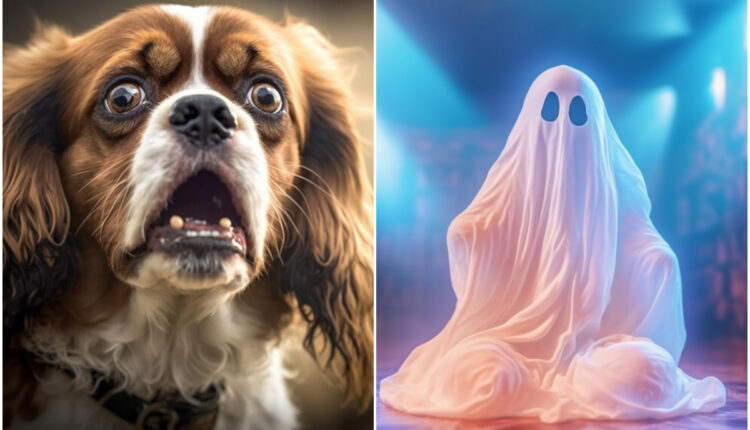 Você acredita? 5 sinais de que seu cachorro viu um FANTASMA
