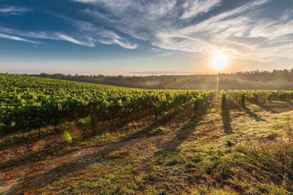 Em meio a milhares de fazendas existentes nos quatro cantos do mundo, algumas delas ganham destaque no Brasil e em outros países devido ao seu impressionante tamanho e capacidade de produção, seja na pecuária como na agricultura, em geral, onde no Brasil, por exemplo, tais atividades são consideradas o coração da economia. A seguir, confira as maiores fazendas do mundo, incluindo as brasileiras.