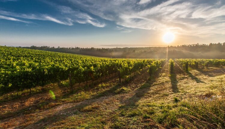 Em meio a milhares de fazendas existentes nos quatro cantos do mundo, algumas delas ganham destaque no Brasil e em outros países devido ao seu impressionante tamanho e capacidade de produção, seja na pecuária como na agricultura, em geral, onde no Brasil, por exemplo, tais atividades são consideradas o coração da economia. A seguir, confira as maiores fazendas do mundo, incluindo as brasileiras.