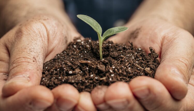 Em alguns países, as plantas estão no auge do seu esplendor, por ser primavera e verão, dependendo da região do globo. Já no Brasil, o inverno atual, além do outono, não costumam favorecer a beleza e exuberância de flores e suas ornamentações neste tipo de estação.