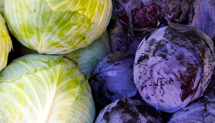 Ao irmos em uma feirinha de hortifruti ou um supermercado, é comum encontrarmos uma ampla gama de vegetais prontos para serem escolhidos. Entre essas escolhas, o repolho se sobressai não só por conta de sua polivalência na cozinha, mas também pelos seus efeitos benéficos para a saúde. Isso nos leva a questionar: entre o repolho verde e o roxo, qual deles é mais vantajoso? Saiba a resposta, logo abaixo.