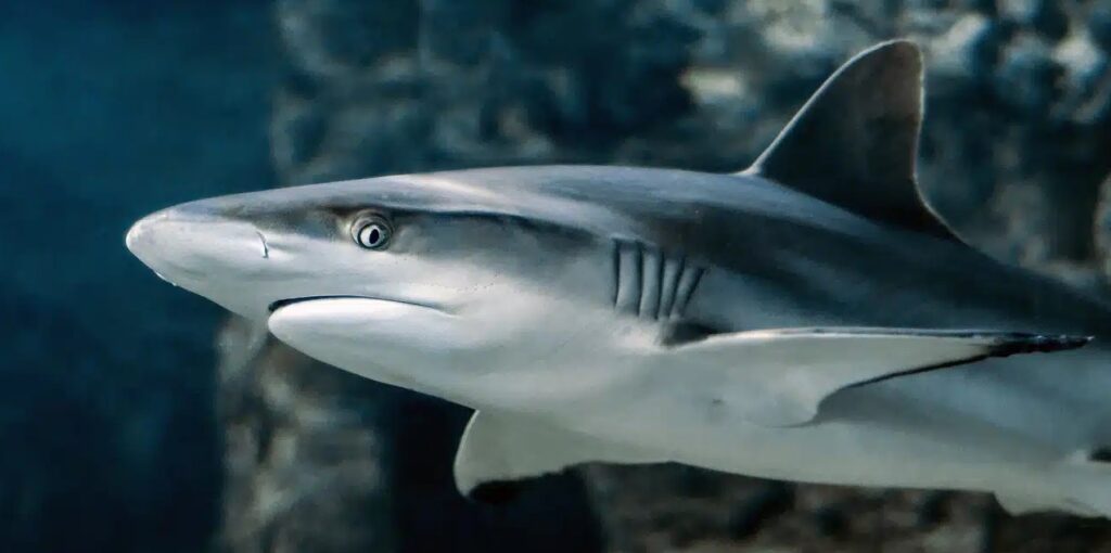 Barbatanas de tubarão são proibidas para o consumo.