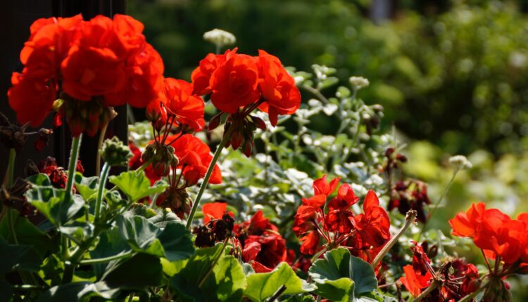 Como os gerânios podem florir rapidinho em casa