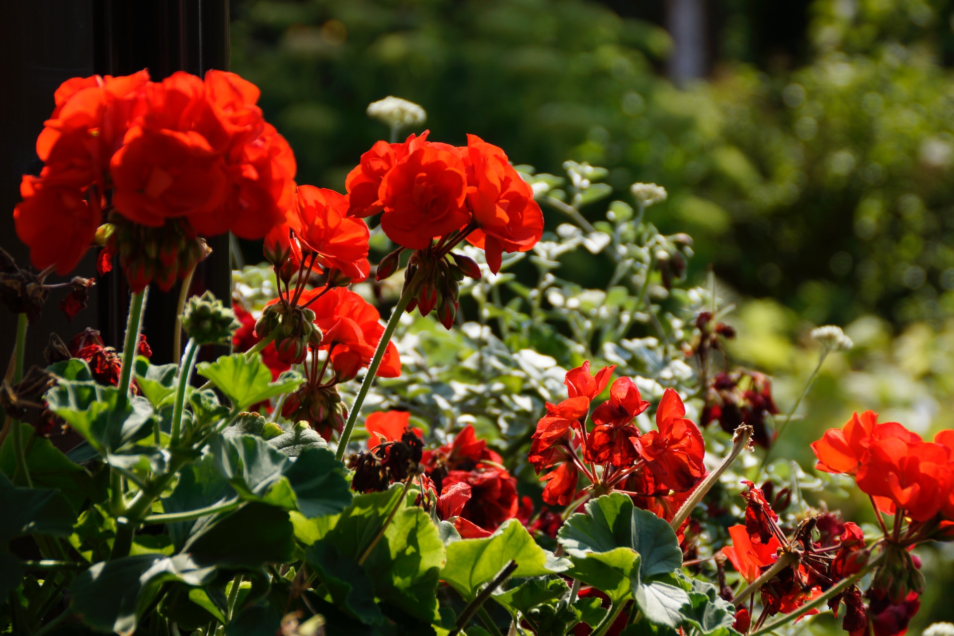 Como os gerânios podem florir rapidinho em casa