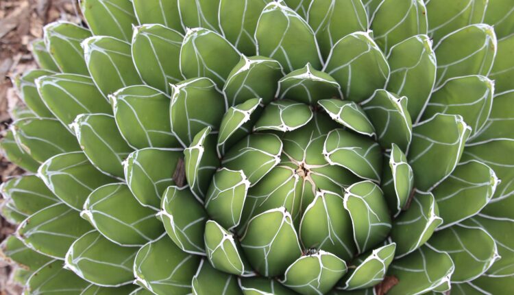 Estas 3 plantas listradas mudam qualquer ambiente
