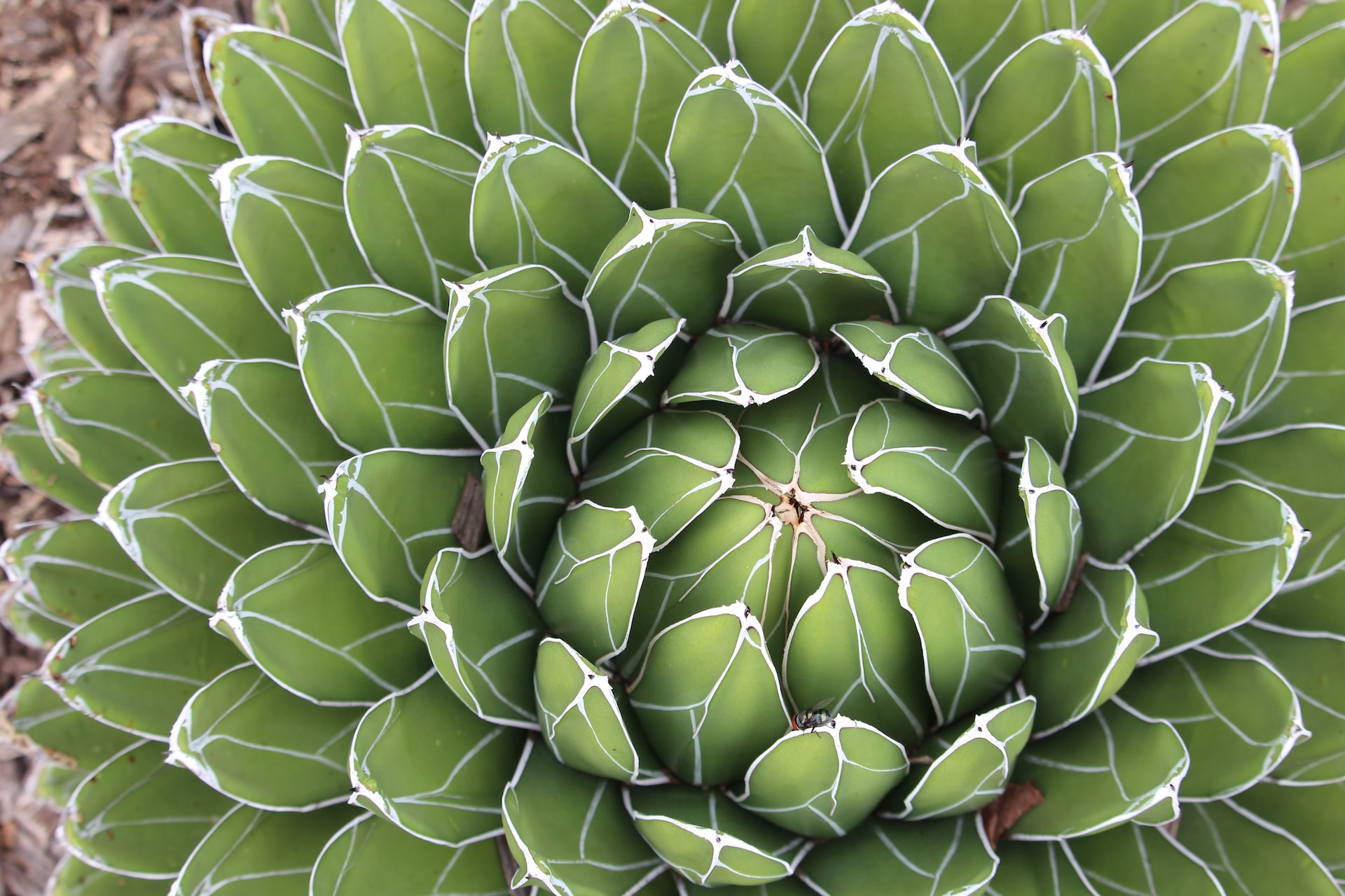 Estas 3 plantas listradas mudam qualquer ambiente