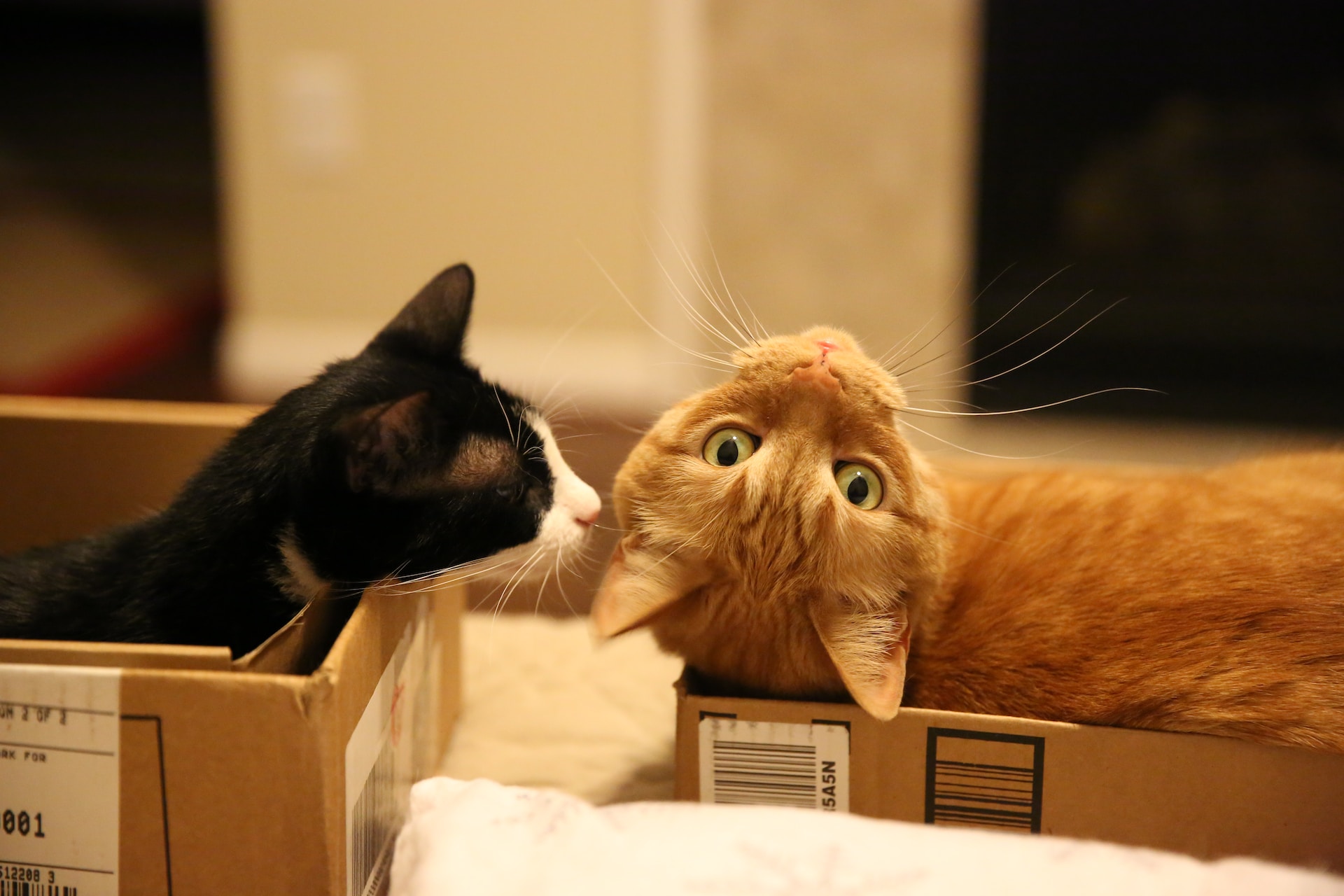 Por que os gatos amam caixas de papelão Há um bom motivo