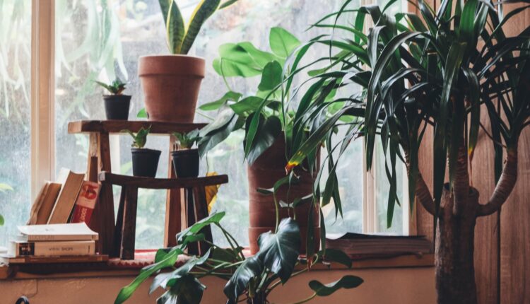 Quem coloca plantas nestes 10 lugares da casa não se arrepende